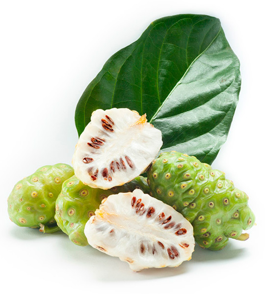 Propiedades Del Noni Y Usos Zumo De Noni Nonishots De Brahmavitta